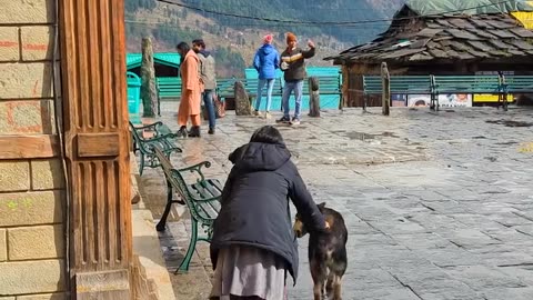 A stray dog with a bone stuck in its mouth is saved by rescuers