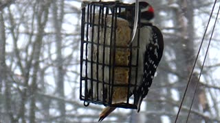 Hairy Woodpecker