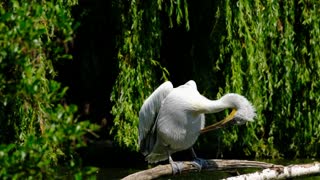 birds-feathers-beak-fountain-