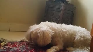 Fluffy white dog on red rug catches treat mid air