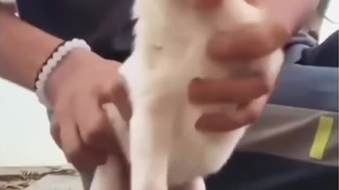 Cuteness Overload puppy dance 🥰 (tiku badmash)