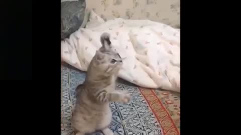 Top_Funny_Cat_Videos_Of_The_Weekly_Try_Not_To_Laugh