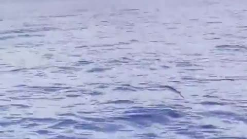 A flying fish caught on camera