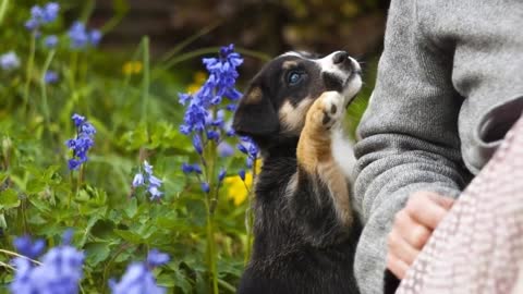 Your Dog can Predict Earthquake - Believe It or Not!!