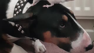 Gentle Dog Allows Pet Rat To Climb All Over Him