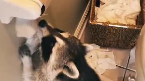 Rosy the Toilet Paper Crackcoon