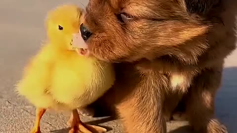 The duckling puppy