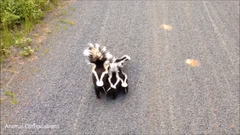 Mother Skunk And Her 4 Babies Search For Water
