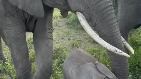 Curious little guy and protective mum!