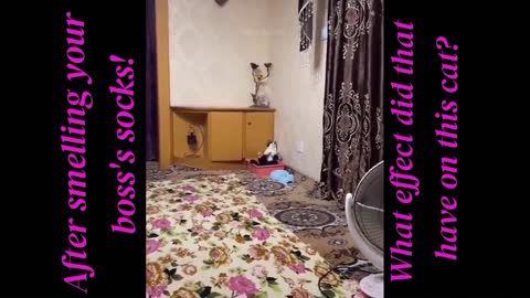 Cat's funny action after smelling his owner's socks