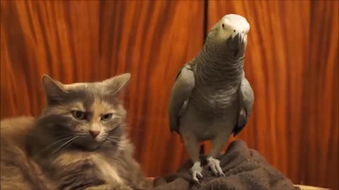 "Cat-tastic Comedy: Hilarious Moments with Furry Friends"