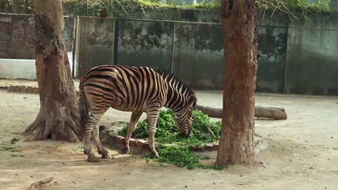 Zebra is eating