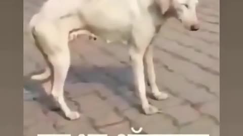 Sliping a dog