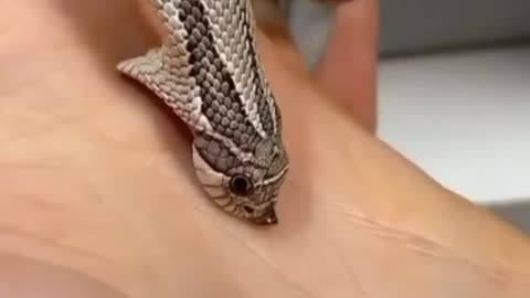 Video of the little python. Little this beautiful python.