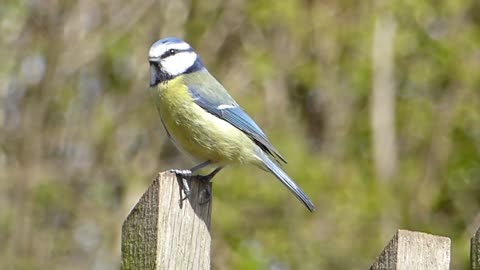 The bird singing sound