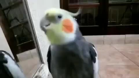 Talking cockatiel