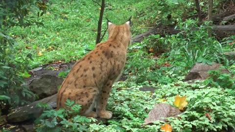 Tiger Cheetah lynx Leopard Big Cats Free HD Videos