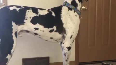 THE GREAT DANE Dog Video 105 - Great Dane Compilation - Tallest Dog in The World