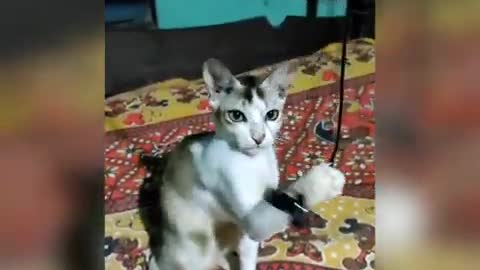 cat funny playing video