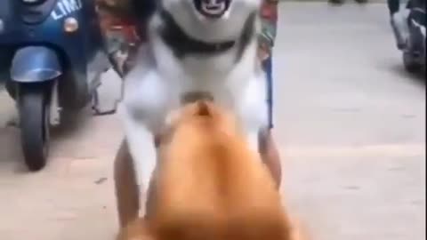 husky dog barking to street dog