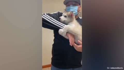 'Brave' dogs reaction when realize he's going to the Vet -Funny Dog Reaction
