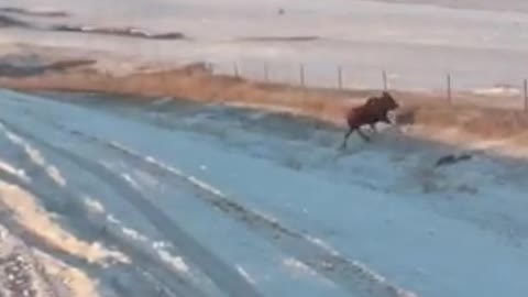 Moose Flips over Fence