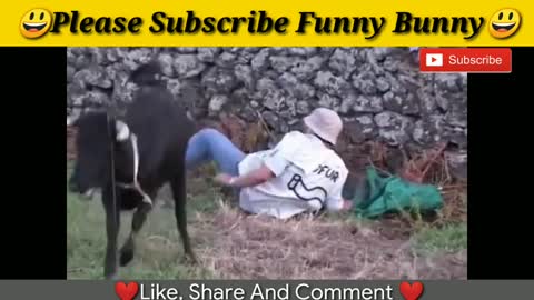 Bullfighting festival funny crazy bull fails