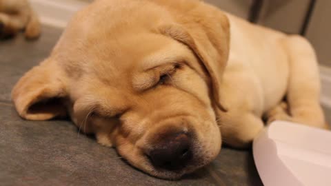 Labrador puppy snores as loud as an old man!