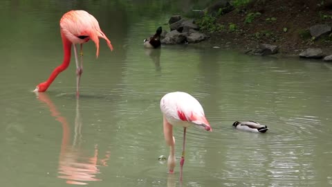 Pink flamingo and ducks on green lake