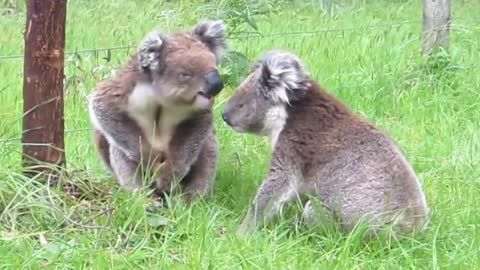 Koalas Fight Just Like Little Kids!