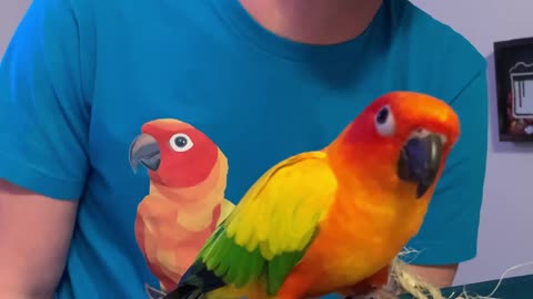Parrot Dances with His Dad