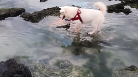 Beautiful dog playing with water ..