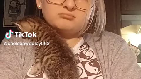 cat in video