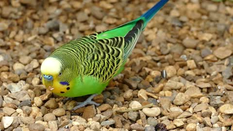 A collection of amazing video footage of parrots.- Amazing Parrot Video Compilation!