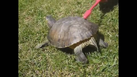 Tortoise Dancing with Toothbrush
