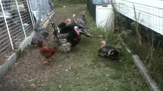 Turkeys strutting there stuff!