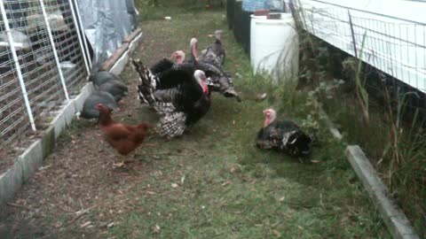 Turkeys strutting there stuff!