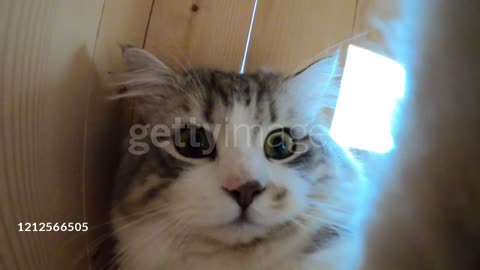 Kitten cat selfie portrait with smartphone camera