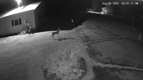 Caught on Camera! - Doe and Her Baby Deer - Night Vision camera (Eufy Floodlight Cam)