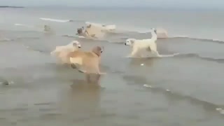 Group of goldens jumbing on water & Spend great time with dogs on beach