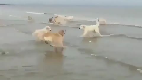 Group of goldens jumbing on water & Spend great time with dogs on beach