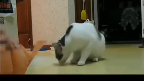 Funny Cats Scared of Random Things