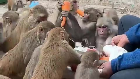 beautiful helping video of monkey #feedinganimal