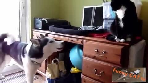 Cats and dogs meet for the first time!