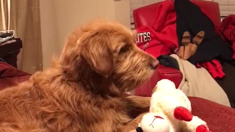 Brown dog sits in bathtub to get teeth brushed with owner