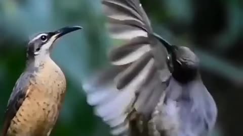 Dancing 🐦 bird