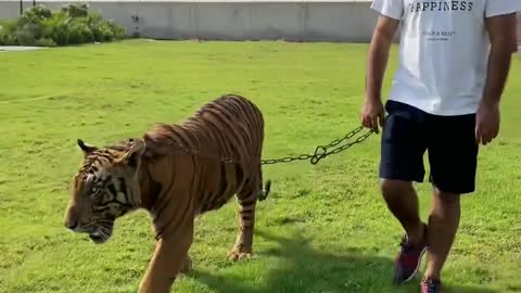 Sekh Play with tiger