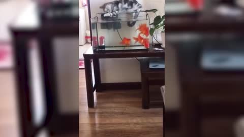 A cat that steals fish