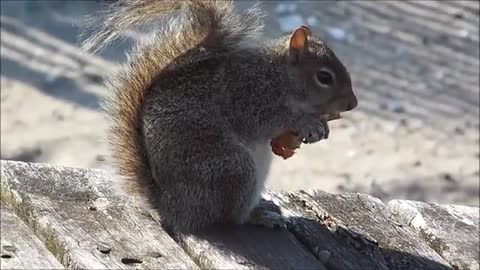 Squirrel Eating KFC