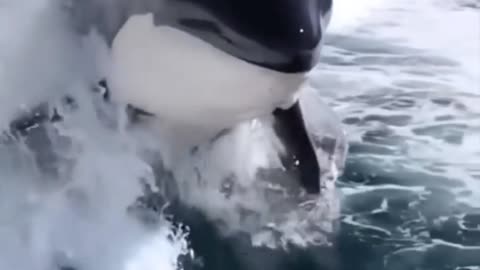 orcas, beautiful and dangerous